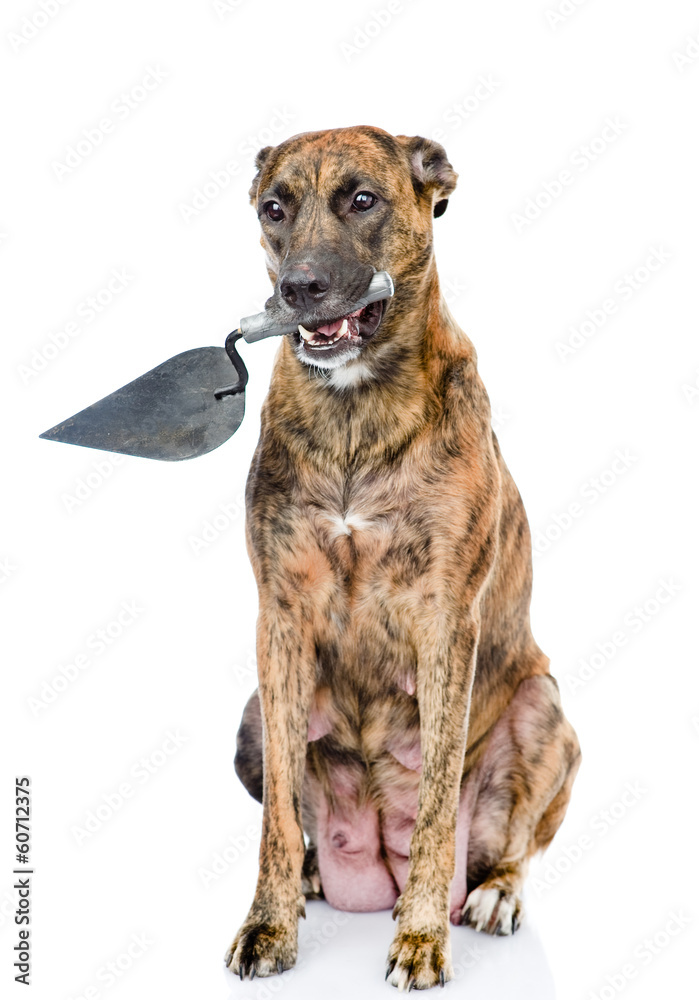 dog with trowel. isolated on white background