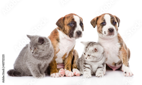 Fototapeta Naklejka Na Ścianę i Meble -  Group of cats and dogs sitting in front. isolated on white backg