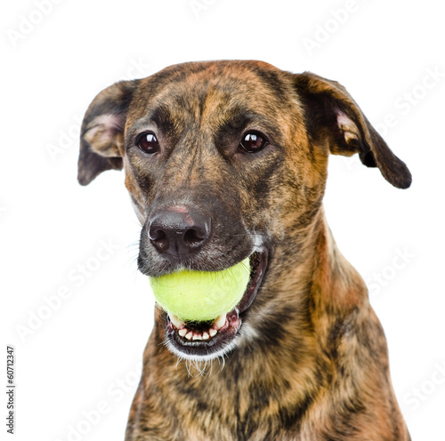 dog holding tennis ball. isolated on white background