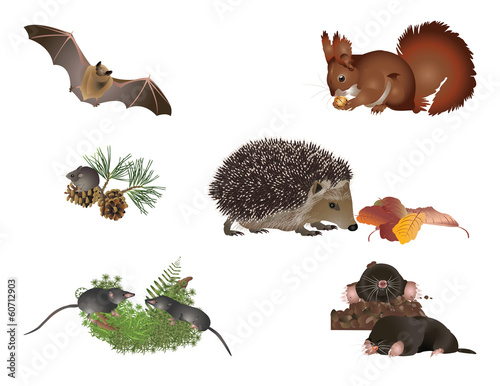 Small mammals