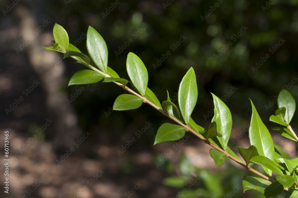 Leaves of Common Myrtle, Myrtus communis