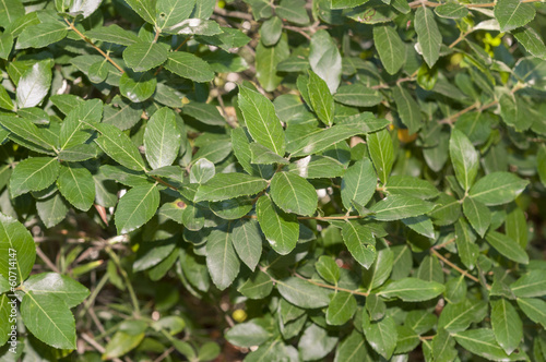 Leaves and branches of Phillyrea latifolia