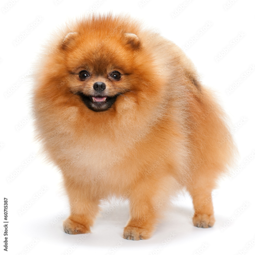 Pomeranian spitz on the white background Pomeranian spitz on the white background