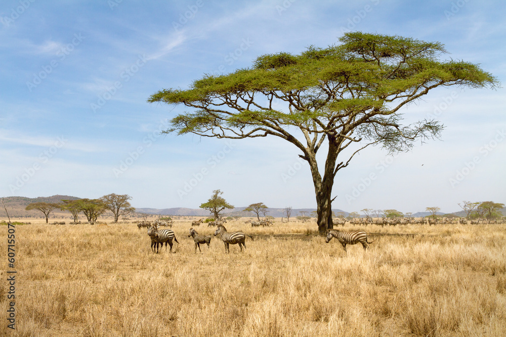 Zebra grazing in Serengeti - obrazy, fototapety, plakaty 