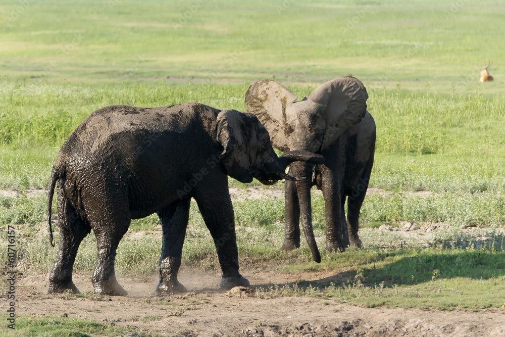 Zwei junge Elefanten kämpfen spielend