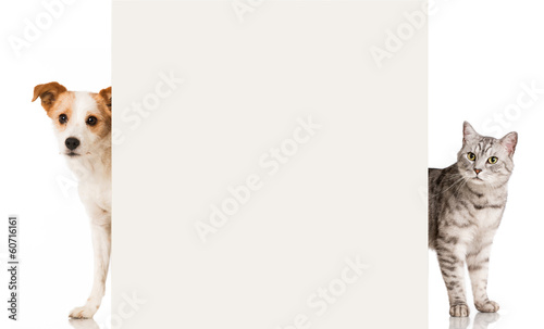 Fototapeta Naklejka Na Ścianę i Meble -  Hund und Katze