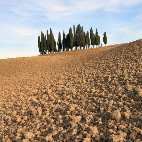 group of cypresses in tuscan landscape photo