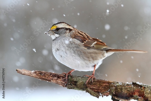 Bird In Snow