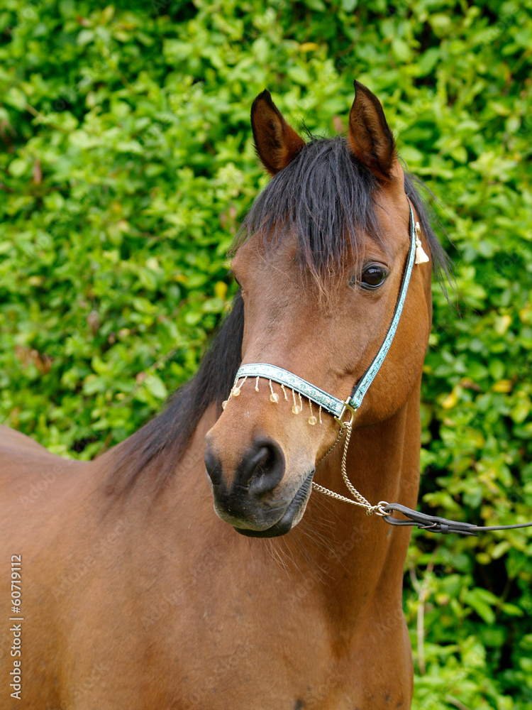 Horse Head Shot Horse Head Shot