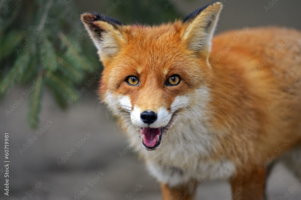 Fototapeta premium Fox portrait in natural habitat