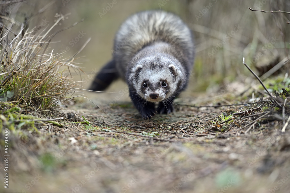 Weasel