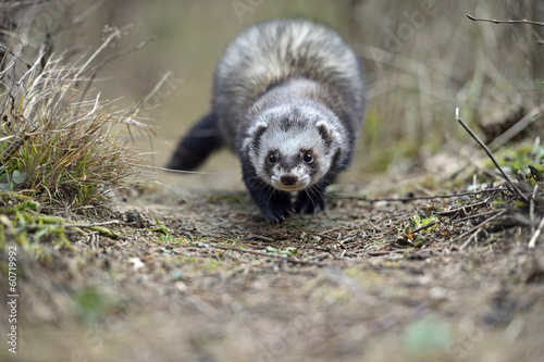 Obraz na płótnie Weasel w salonie