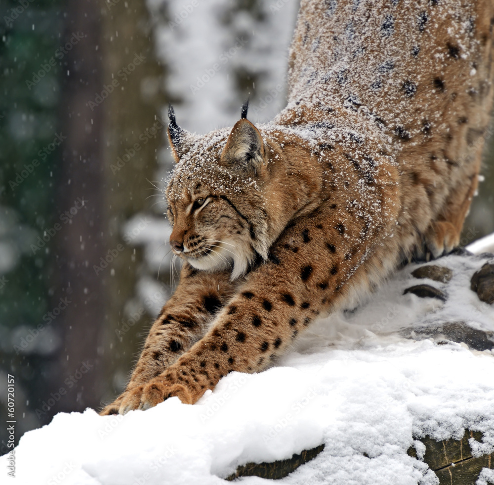 Winter Lynx