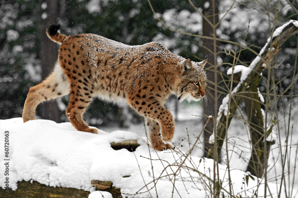 Winter Lynx