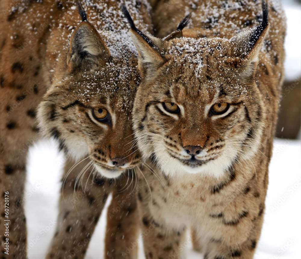 Winter Lynx
