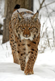 Winter Lynx