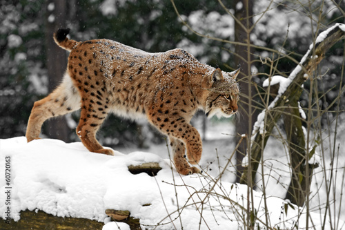 Obraz na płótnie Winter Lynx w salonie