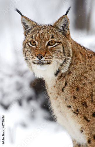 Winter Lynx