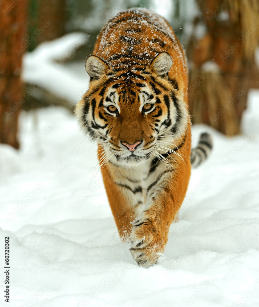 Naklejka premium Portret tygrysa syberyjskiego