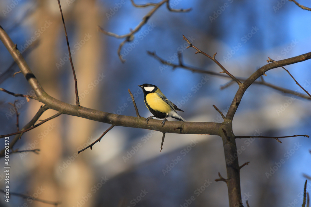 Fototapeta premium птица