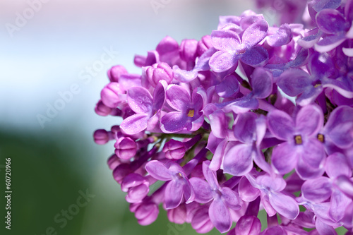 flowers of a lilac blossom in the spring