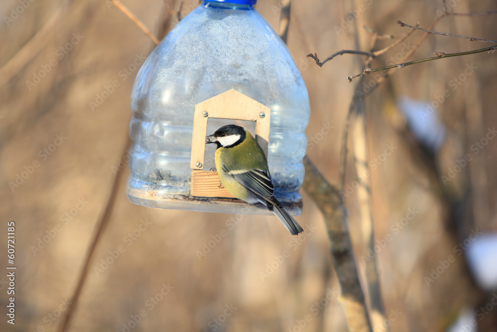Fototapeta premium птица