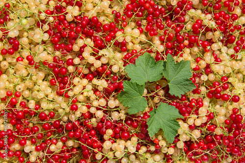 Johannisbeeren - Ribes photo