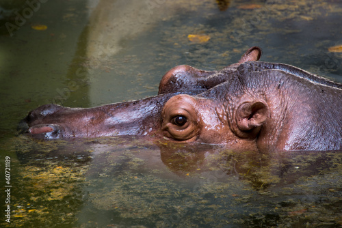 Hippopotamus