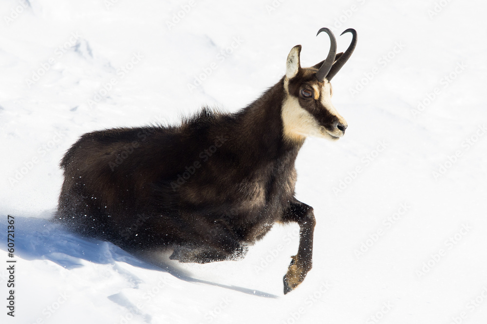 Camoscio corre e salta nella neve Camoscio corre e salta nella neve