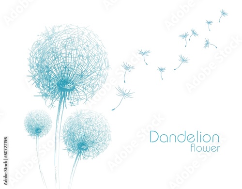 flower dandelion sketch