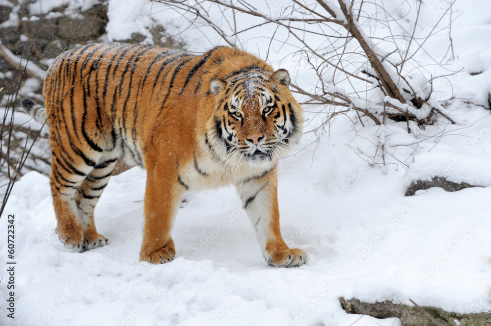 Obraz premium Tiger