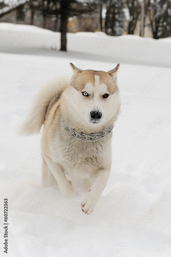 Siberian husky dog