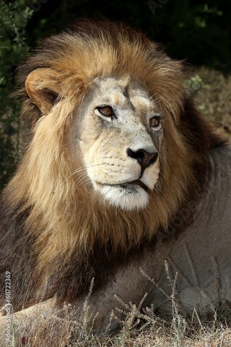 Male Lion © Duncan Noakes