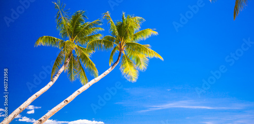 Coconut Palm tree on the sandy beach in Philippines © travnikovstudio