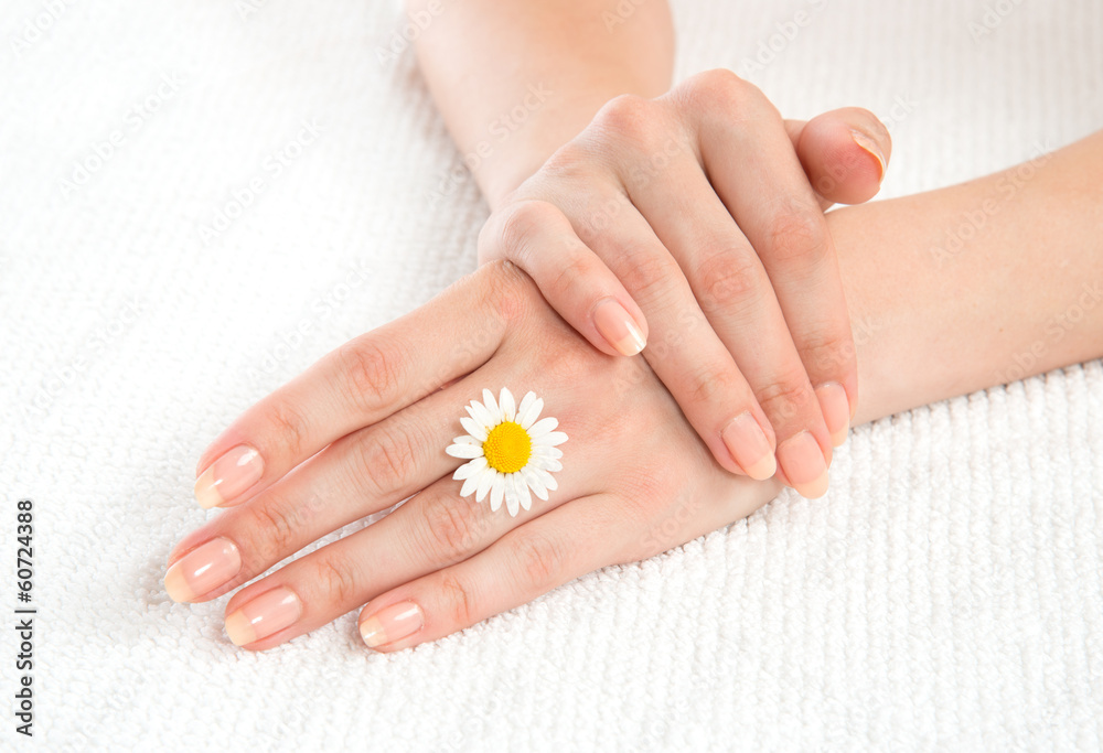 woman french manicured hands with fresh camomile daisy flower