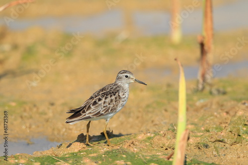 The Long-toed Stint (Calidris or Erolia subminuta ) in Japan 