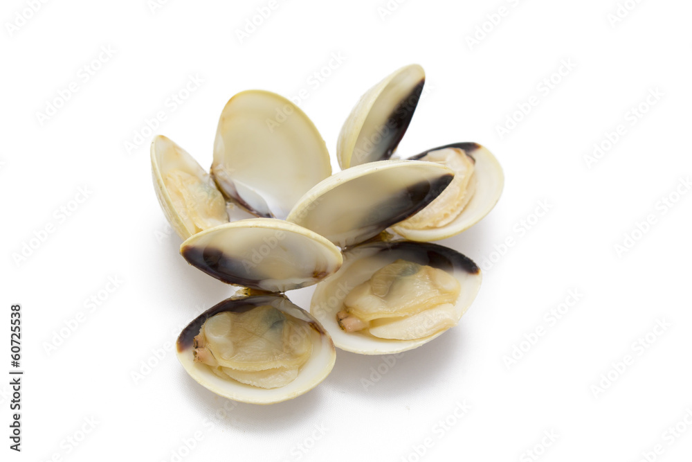 clams isolated clams isolated