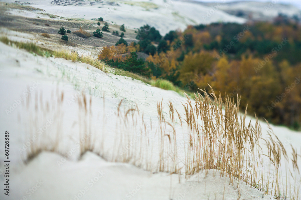 Fototapeta premium Nature landscape. Grass grows on the sand. Autumn forest on the