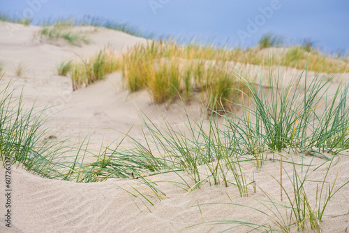 Nature landscape. Grass grows on the sand.