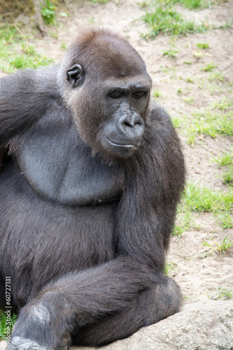 Male silverback gorilla, single mammal on grass © villy_yovcheva