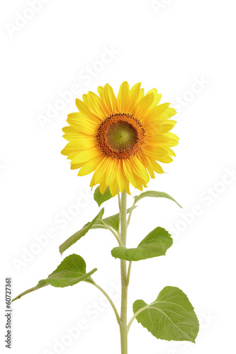Sunflower on white background © MariaBobrova