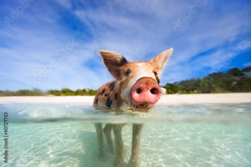 Swimming pigs of Exumas