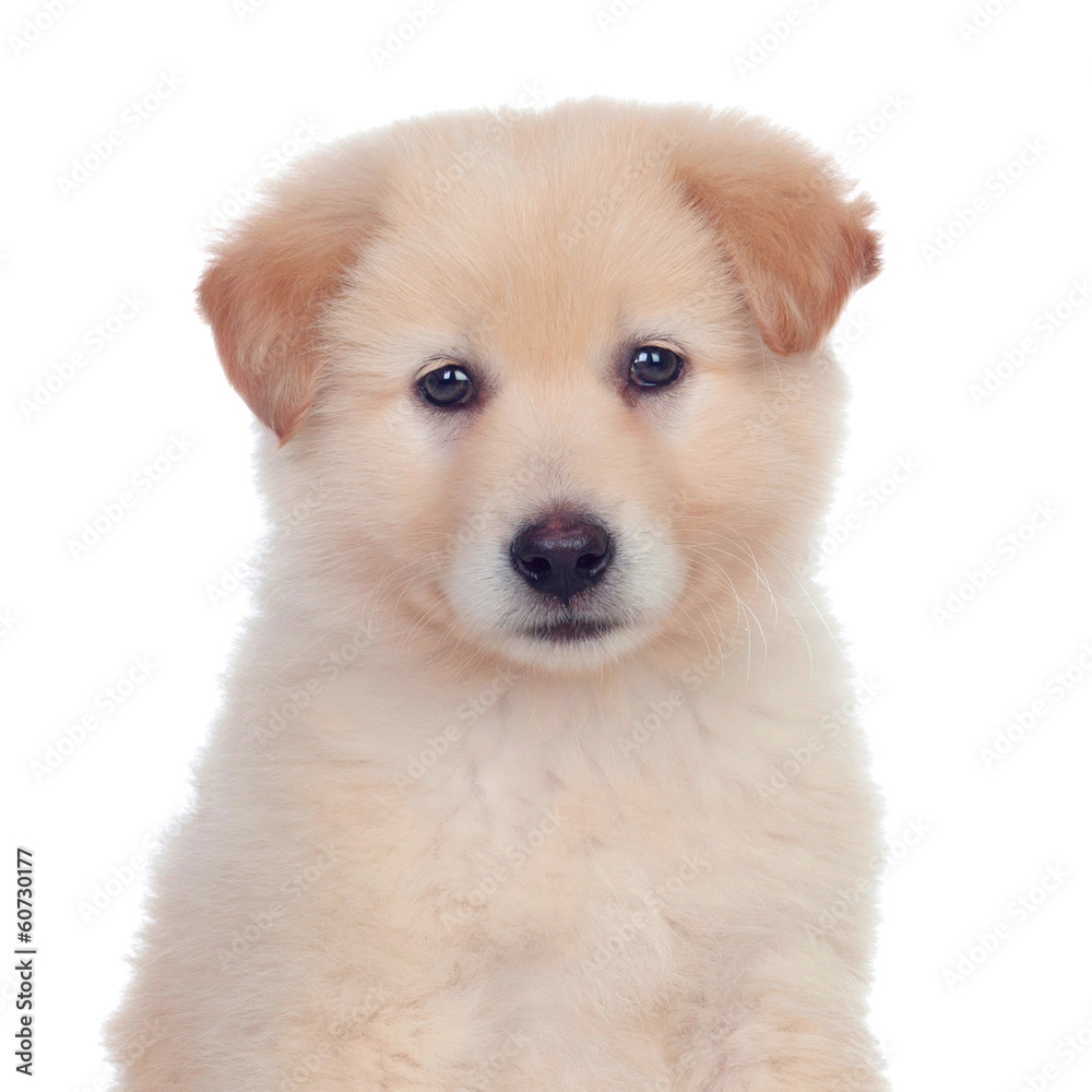 Adorable puppy dog ​​with smooth hair