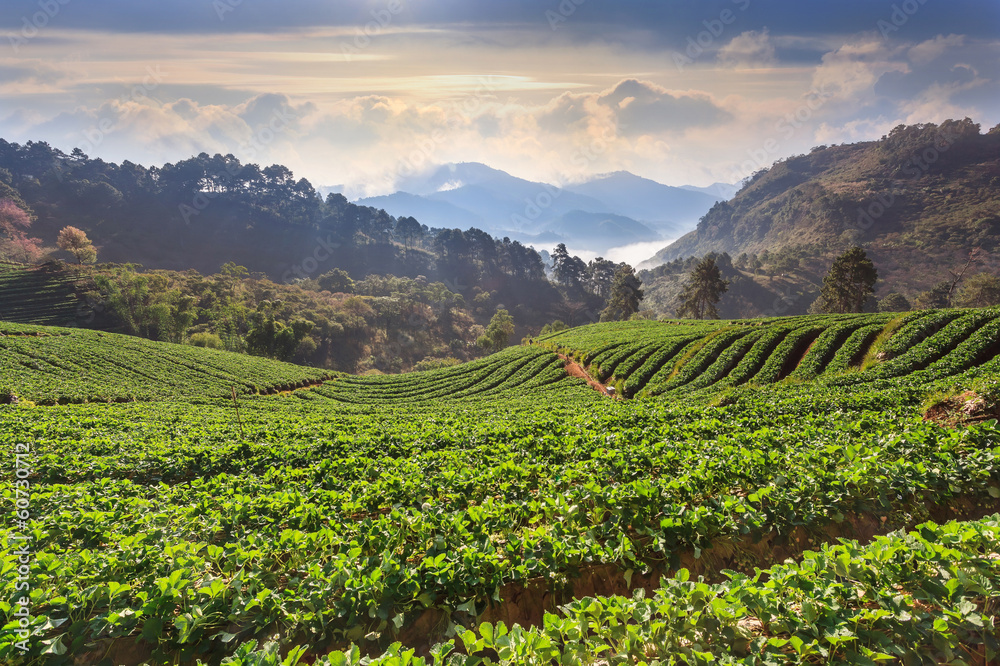 strawberry field at Chiangmai Thailand strawberry field at Chiangmai Thailand