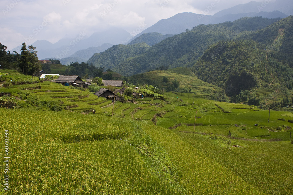 Paddy fields, village and a jungle in northern Vietnam