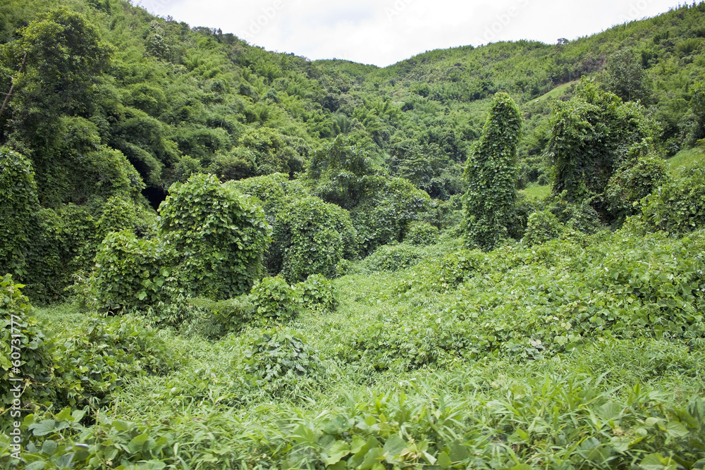 Jungle in Laos Jungle in Laos