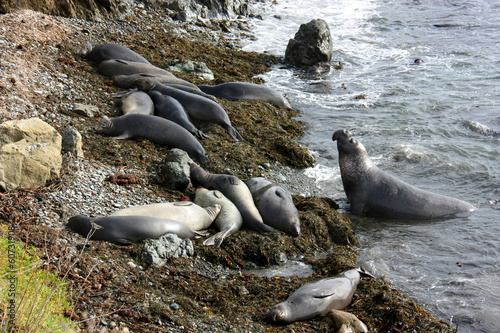 colony of elephant seals on beach  California