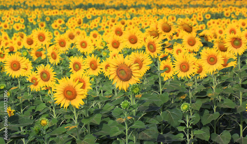 Sunflower in the field