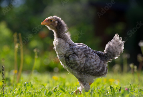 Young Chicken Outdoors in Summer