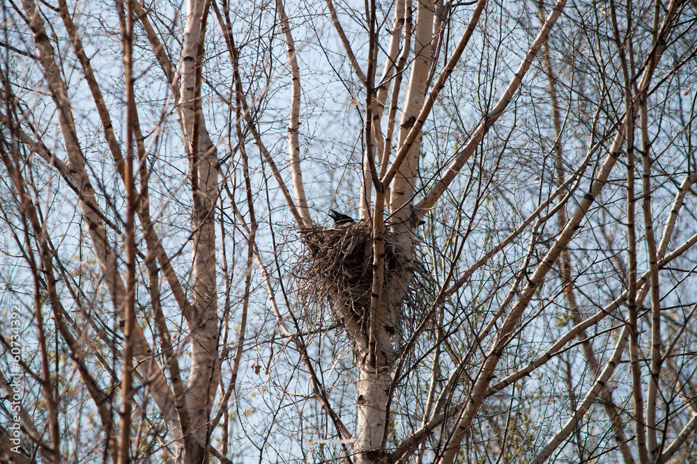 Fototapeta premium nest of a crow